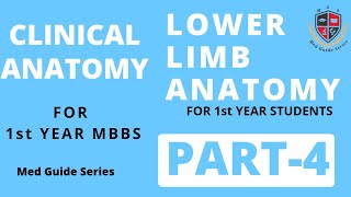 Lower Limb Clinical Part4  Human Clinical Anatomy [upl. by Sterling]