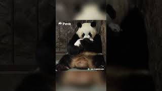 Clips Of Panda Baby And Mom In Every Step Of The Childhood  iPanda shorts [upl. by Eruot151]