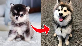 POMSKY DOGS  YES or NO What Do You Thing [upl. by Edmund]