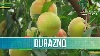 Como es un Cultivo de Duraznos  TvAgro por Juan Gonzalo Angel [upl. by Sheeb261]