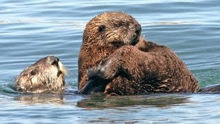 Southern Sea Otters in California Video [upl. by Tenay]