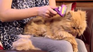 FURminator deShedding instrument voor katten [upl. by Robenia]