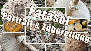 Parasol zubereiten  Verwechslung amp Portrait  Gemeiner Riesenschirmling Macrolepiota procera [upl. by Silisav]