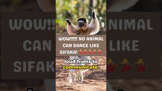 The UNBELIEVABLE Dance of the Sifaka [upl. by Thurnau644]