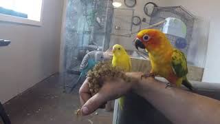 Sun Conure Talking  Screaming 😍 [upl. by Nosoj]