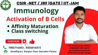 BCell Activation amp Differentiation  Affinity Maturation  Class Switching  Immunology  L24 [upl. by Mozes]