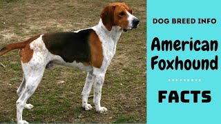 American Foxhound dog breed All breed characteristics and facts about American Foxhound [upl. by Anawyt496]