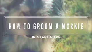 How To Groom A Morkie In 6 Easy Steps [upl. by Allsun924]