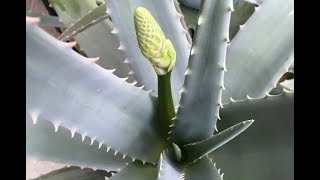 Las flores comestibles del aloe vera  Cómo consumirlas  RECETA [upl. by Tahmosh]