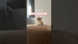 Tengo envidia de él chihuahua dog perro chihuahualover shorts funnydog funnyvideo mascotas [upl. by Husch]