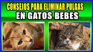 👌 CONSEJOS SIMPLES PARA ELIMINAR PULGAS EN GATOS BEBES [upl. by Dorree]