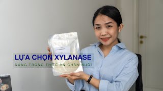 LỰA CHỌN ĐÚNG ENZYME XYLANASE DÙNG TRONG THỨC ĂN CHĂN NUÔI [upl. by Faydra]