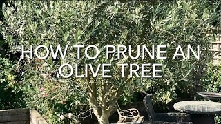 How To Prune An Olive Tree Pruning Olive Trees Get Gardening [upl. by Canotas]