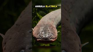 Anguilas eléctricas Electrophorus electricus🌊 shorts animales curiosidades oceano biologia [upl. by Enniroc]