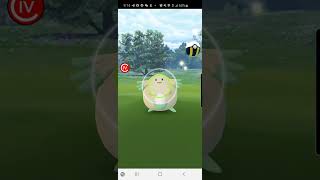 Pokémon GO 2020 Catching Shiny Chansey [upl. by Aihsem571]