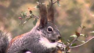 Aberts Squirrel Goldwater Lake 5116 [upl. by Vinita]