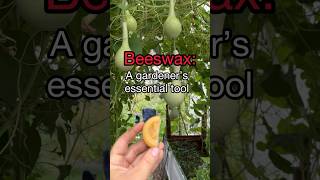 Beeswax A Gardener’s Essential Tool [upl. by Adnawahs]