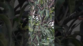 Rufous Treepie Dendrocitta vagabunda rufoustreepie birds birdspecies birdsvideo 4k [upl. by Haswell]