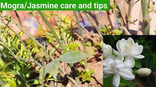 Plants to care after dormancy timefeburary gardening tipsBest organic fertilizer [upl. by Astto]