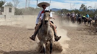 Coleadero 13 De De Enero Mimbres Lienzo Charro Hermanos Olguín [upl. by Enelrad]