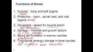 Chapter 6 Lecture A Skeletal Cartilage Functions of Bones Markings [upl. by Gnoc538]