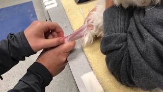 Veterinary Specialty Center  How to Place a Catheter [upl. by Nero]