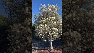 Fothergilla Mount Airy [upl. by Nnylsaj541]