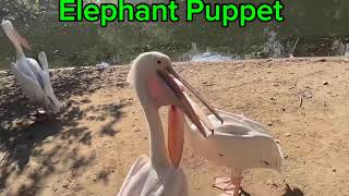 Elephant Puppet meets the pelicans [upl. by Margarita]