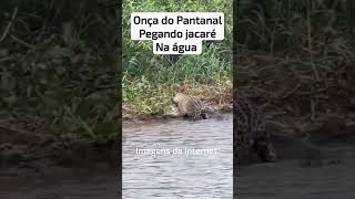 onça pegando jacaré gigante no Pantanal [upl. by Hedvige561]