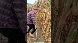 Essential Tools for Rural Farmer  Practical Use of Farming 🌽🌽Tools shorts youtubeshorts [upl. by Naman527]