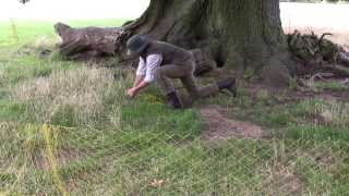 Ferreting evicting rabbits from some old Suffolk Oaks [upl. by Lynett]