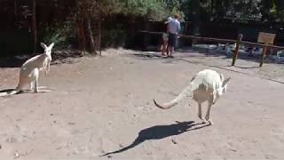 Caversham Wildlife Park Animals  Part 2 [upl. by Nidya]