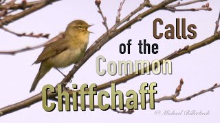 Chiffchaff Song and Contact Call birds birdsounds [upl. by Hartzell651]