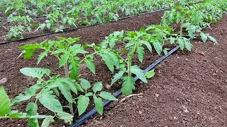 Tomato Farming  watch full video for beautiful experience of tomato farm [upl. by Yruam208]