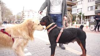 Alman Kurdu  Rottweiler ve Kangal İle Gezerken SOKAK KÖPEKLERİNİN SALDIRISINA UĞRADIK [upl. by Eahsan]