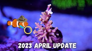 April Nano Tank Update ACRO PROGRESS [upl. by Sethrida]