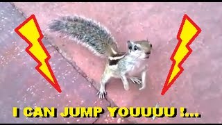 Chipmunk surprises cameraman MSN Video [upl. by Hayden622]