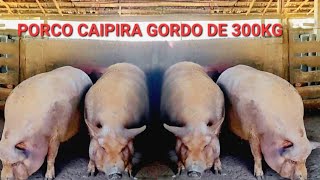 criador de porco caipira mostra capados de 300 kg  preços arroba [upl. by Sedruol]