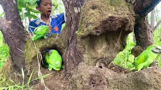 A boy walks through the forest and sees a lot of parrots in a holeparrot cute bgmi dog games [upl. by Eben]