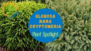 Globosa Nana Cryptomeria  Plant Spotlight [upl. by Whetstone]