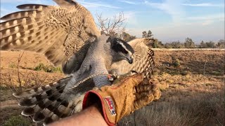 Part 5 Giselle Falconry Goshawk First Week back to Hunting [upl. by Arocahs]