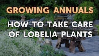 How to Take Care of Lobelia Plants [upl. by Cadmar]