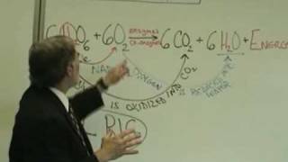 Professor Fink explains CELLULAR RESPIRATION Part 2 ATP Role of O2 [upl. by Ankney]