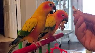 Sun Conure talking [upl. by Halimaj]