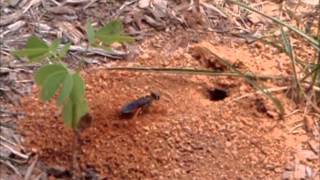 Great Golden Digger Wasp [upl. by Schonthal]