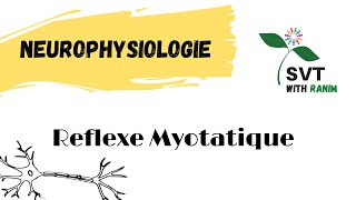 Neurophysiologie  Reflexe Myotatique  Bac SVT [upl. by Haerr]