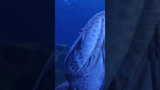 VGP Marine Kingdom Chennaitourismfyp vgpuniversalkingdom viralfishesbeach travelviralvideo [upl. by Sanders294]