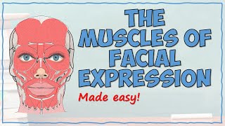 The Muscles of Facial Expression [upl. by Losse]