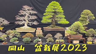 Okayama Japan Bonsai Show 2023 岡山盆栽展 [upl. by Damour876]