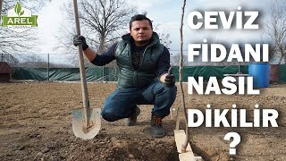 CEVİZ FİDANI NASIL DİKİLİR [upl. by Violetta]